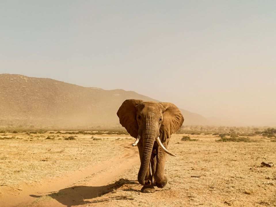 Xiaomi_Kenya's tweet image. #LiveToCreate great moments with #RedmiNote8Pro no matter where you are! 

Grab the #RedmiNote8Pro from ALL Mi Homes in Kenya:

- Sarit Center - Ground Floor, Next to Java
- The Hub - 1st Floor, Opposite Fun Scapes
- Moi Avenue - Opposite the Bazaar