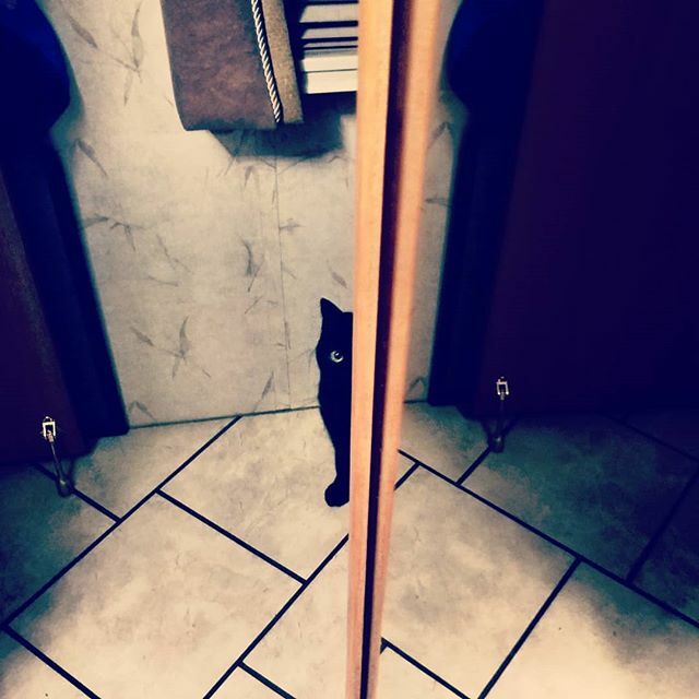 Silpher's tweet photo. Single Eye

#catsofinstagram #cat #mirror https://t.co/Y99AL5W8pa