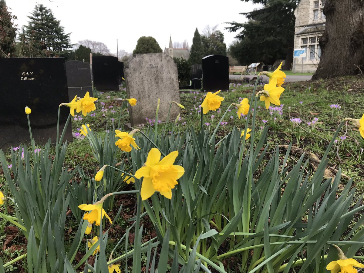 summerstown182's tweet image. LOOK WHO’S JUST POPPED UP IN STREATHAM CEMETERY! The greatest #SpringUprising of daffodils in #Tooting for 140 years is almost upon us! 🌼 Be sure to post pics of your historic daffodils, planted to celebrate Mr Peter Barr #TheDaffodilKing #BloomingTooting #flowertothepeople