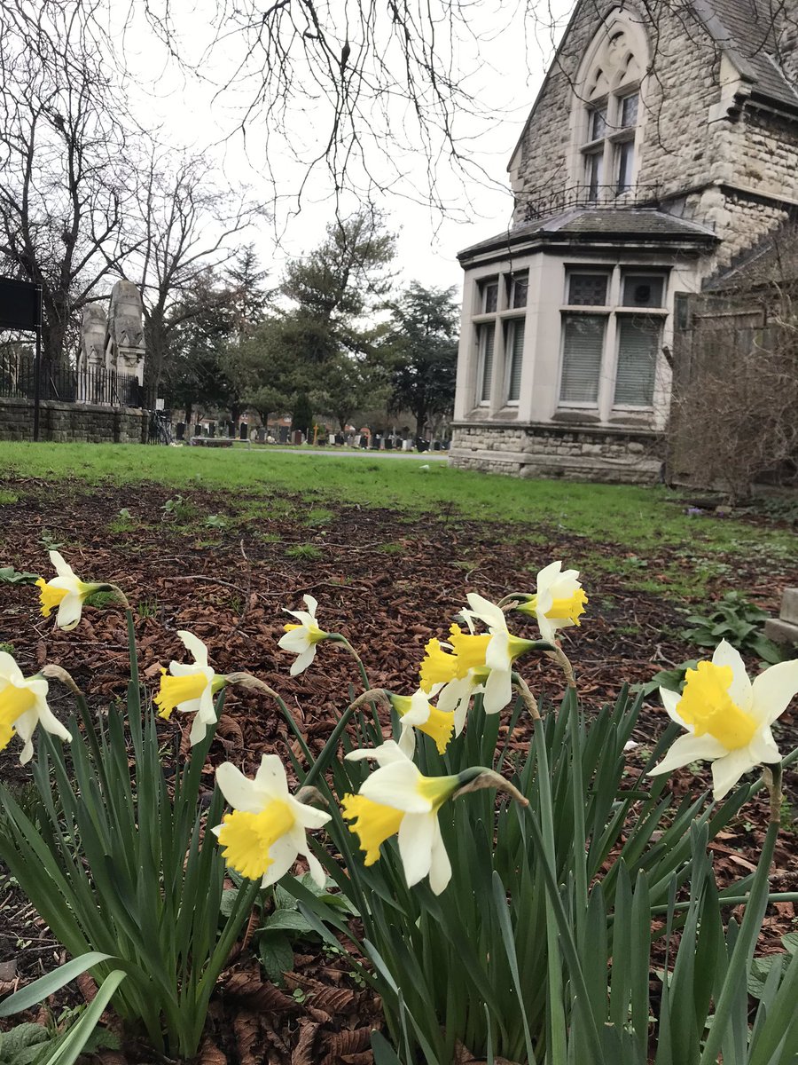 summerstown182's tweet image. LOOK WHO’S JUST POPPED UP IN STREATHAM CEMETERY! The greatest #SpringUprising of daffodils in #Tooting for 140 years is almost upon us! 🌼 Be sure to post pics of your historic daffodils, planted to celebrate Mr Peter Barr #TheDaffodilKing #BloomingTooting #flowertothepeople