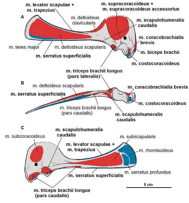 PD_Mocho's tweet photo. A beautiful work on the musculature of the dinosauromorph #Silesaurus in the Journal of Anatomy! https://t.co/Kr3q7GrKdN #anatomy #paleontologia #paleontology #dinosaurs https://t.co/fAZEa1lgYF