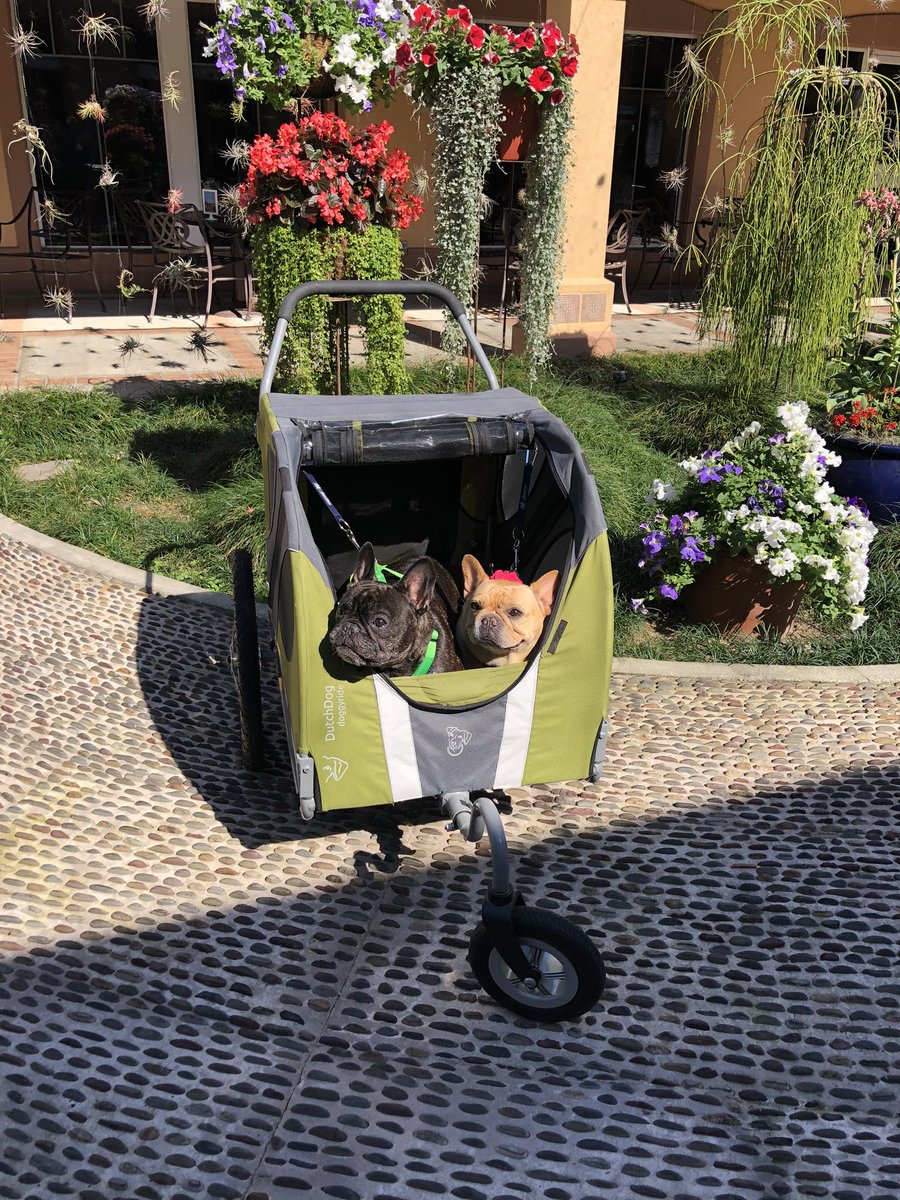 Happy Monday #mimi #monte #frenchbulldog #boktowergardens