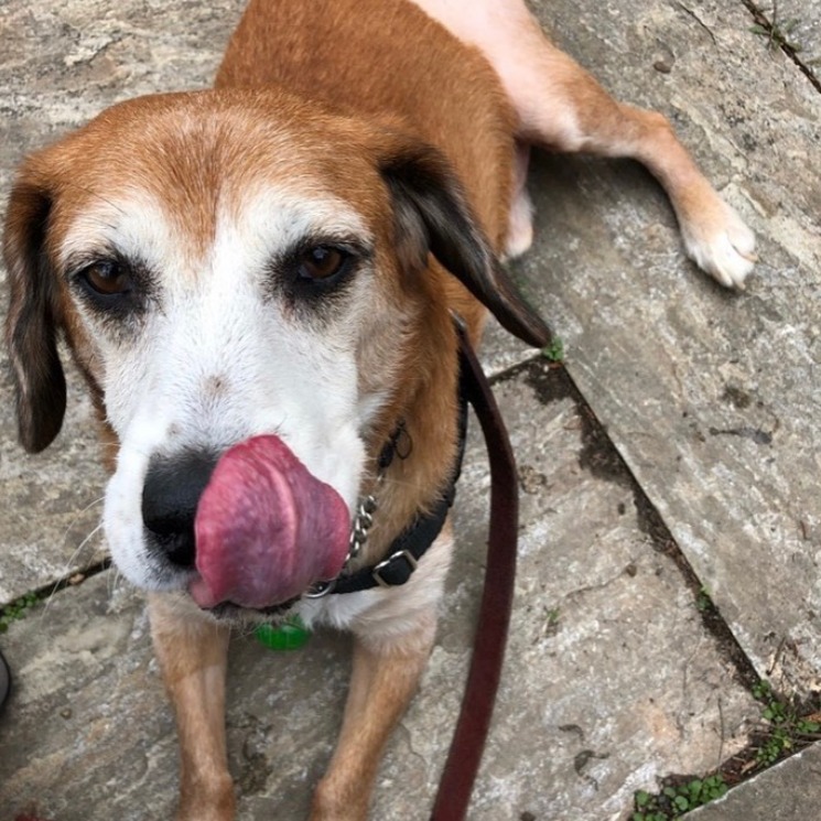 FetchPetCare's tweet photo. A tongue out and a wet nose! We love seeing happy pups like this one at our #fetchsilverspring location. 👅 https://t.co/u3miQR8nBR
