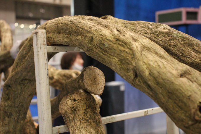 Twitterで画像を見る