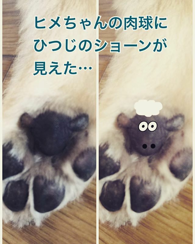 himechan_family's tweet photo. 羊も飼ってました🐑 I have a sheep

#ミニチュアダックス 
#miniaturedachshund 
#羊のショーン 
#shaunthesheep 
#肉球 
#dogspaw https://t.co/8SPrQsK2sZ
