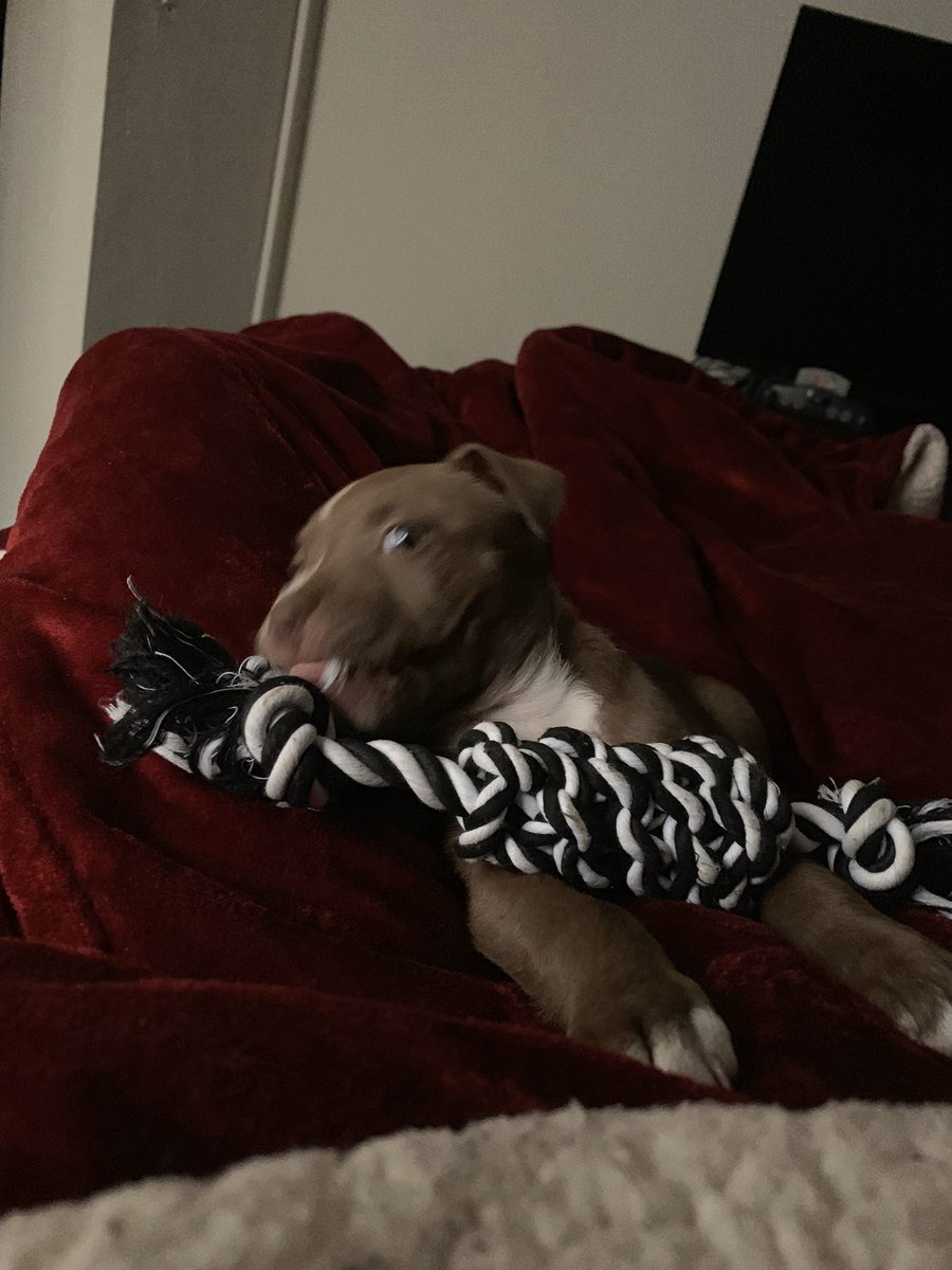 🐾 (@pitbulipics) on Twitter photo 