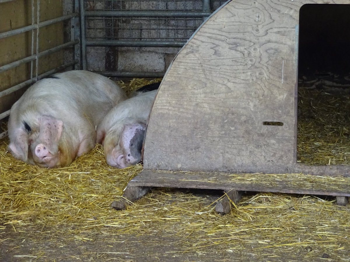 Eleanor and Priscilla Pigs asleep in a heap of straw next to their ark. They have dragged the straw outside to sleep on.