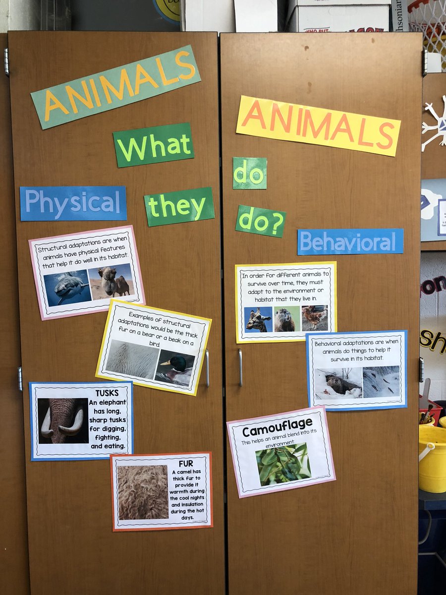 caity_howell's tweet photo. Animal Adaptation unit underway at East High! 2nd grade has fun to come!! https://t.co/pPfXnV0F9O