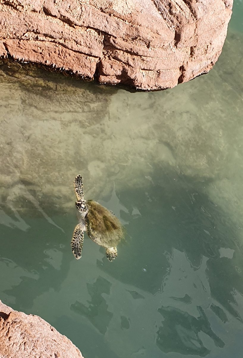 FS1 | Dubai British School tweet media