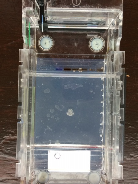 Have Year 13 been successful in making their recombinant plasmid? Well today they are a step closer to finding out by using agarose gel electrophoresis and then staining the DNA bands. The gels will be visualised tomorrow using a UV transilluminator <a href="/STEM_UH/">Centre for STEM Education</a> <a href="/ABEProgOffice/">Amgen Biotech Experience (ABE) Program Office</a>