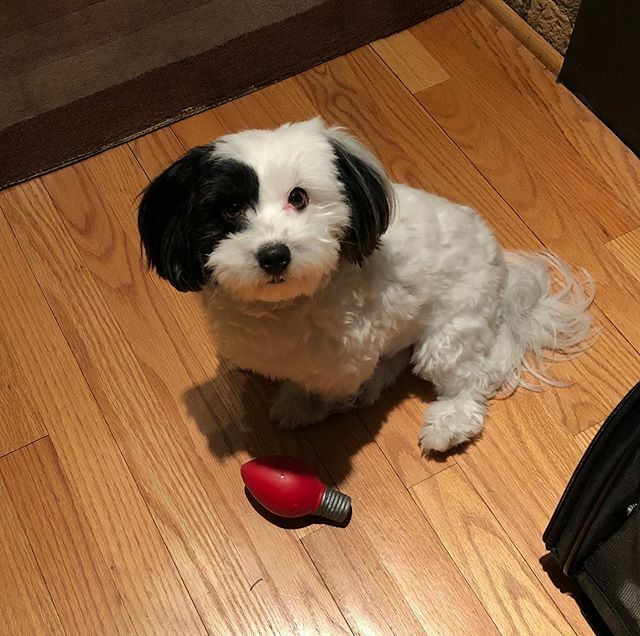Anytime324's tweet photo. Happy February. All the Christmas lights and decorations have been packed away — at home and at the gym — except for this red bulb. No way is Moby packing away his favorite fetch toy! https://t.co/log5wupQDA https://t.co/dUyl7w8Unw
