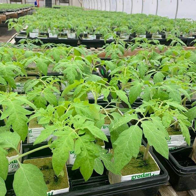 GrittsFarm's tweet photo. Football is over, Punxsutawney Phil saw his shadow, and the sun is shining today. That only means one thing, warmer weather and fresh veggies are coming back soon! ☀️🍅
•
•
•
•
•
#yourfarmer #freshveggies #tomatoes #hydroponicgarden #grittsfarm #knowyourfarmer #wewantsumm… https://t.co/M1nJHPMuE5