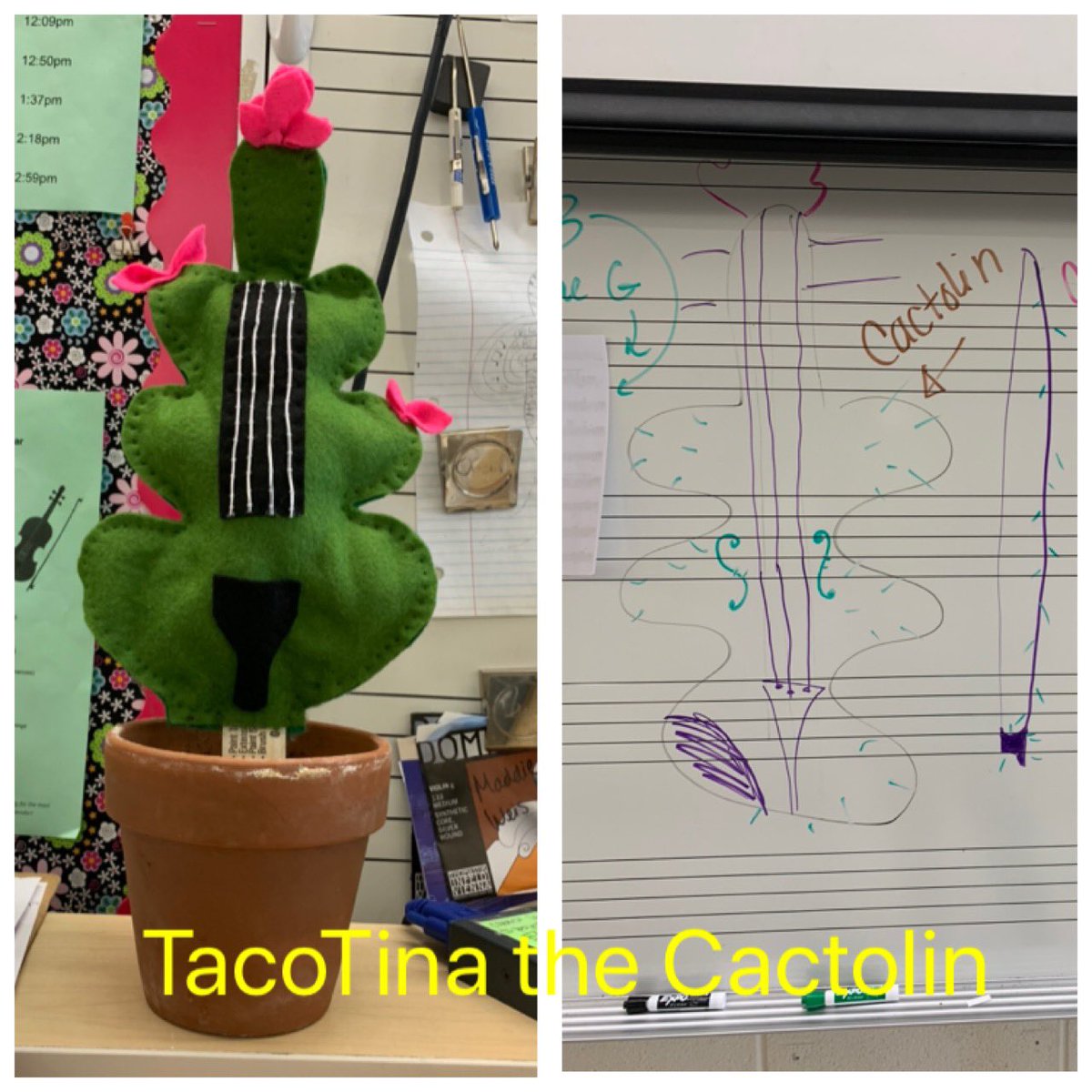 RotoloOrchs's tweet photo. Meet the 8th grade class pet, Taco Tina the Cactolin! 🌵 🎻 🌮 🎶 https://t.co/szoTy3hfdE