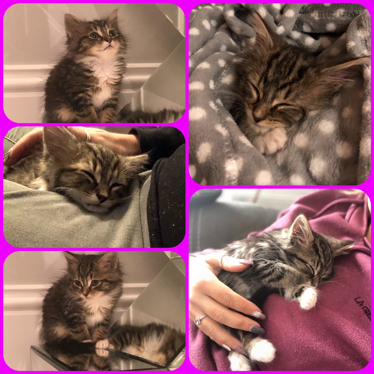 The new addition to our little family ❤️🐱#countrygirl #cutekitten #smitten #beautiful #familylife #love