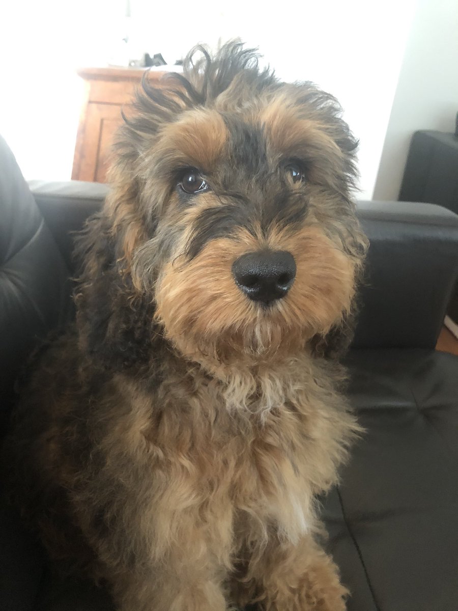 pam_rave's tweet photo. @jhuskisson Hey Toffee! Chewie is still an early riser! 🥱 https://t.co/5SDP7uBcJw