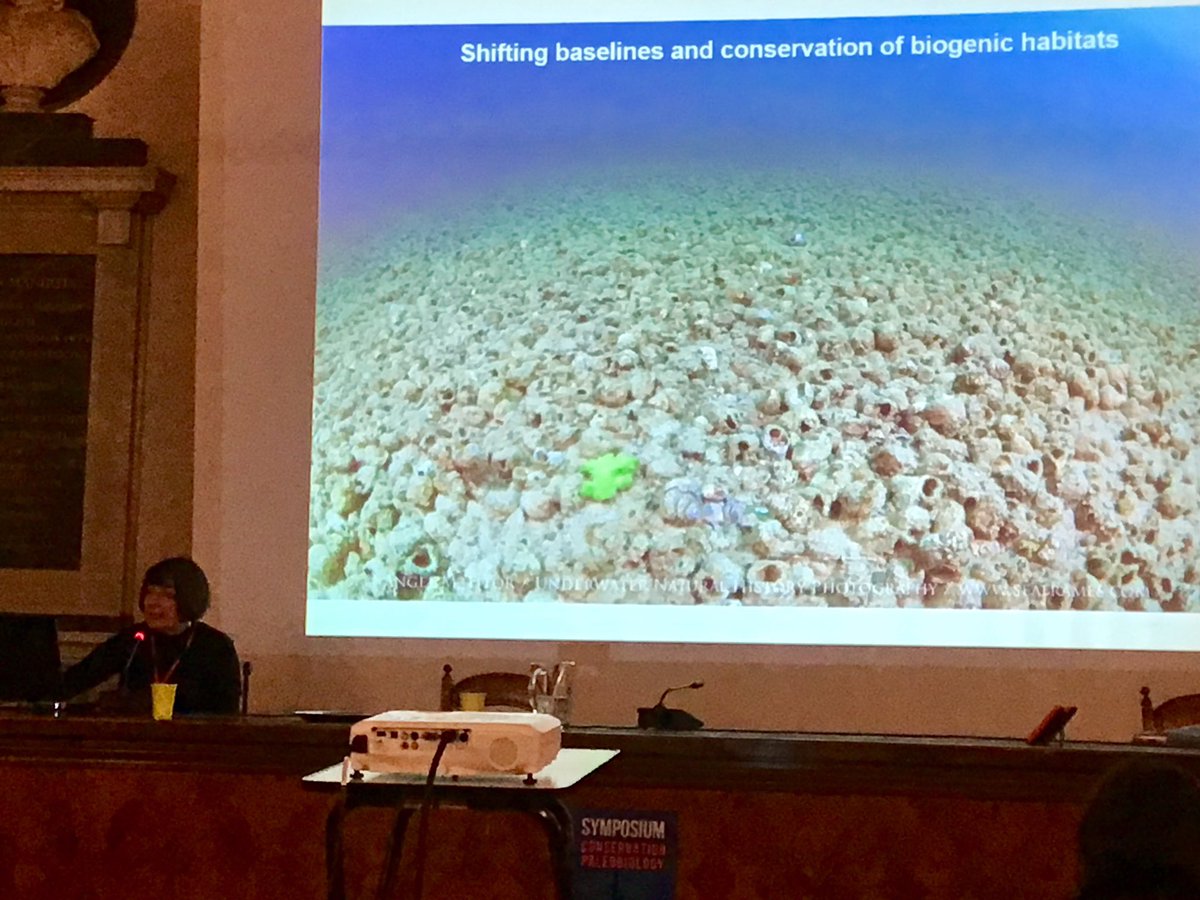 NHM Corals tweet media