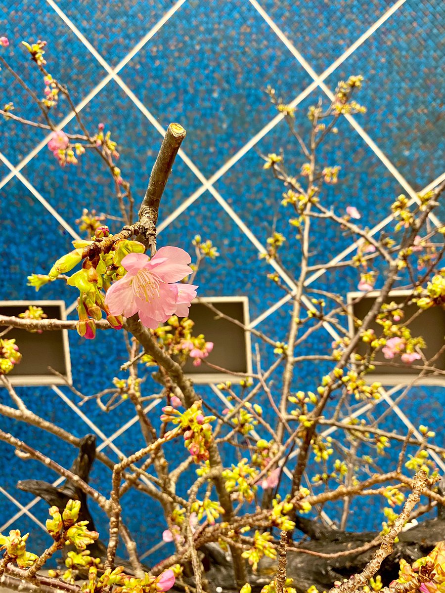 神奈川 河津 桜