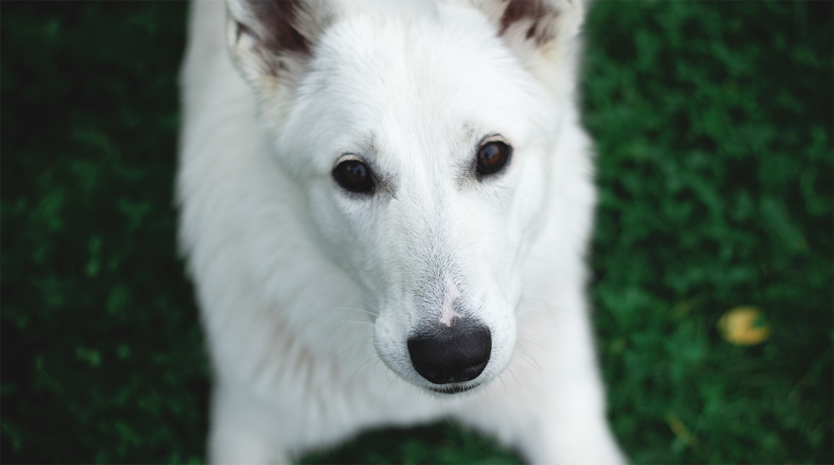 De Perros tweet media