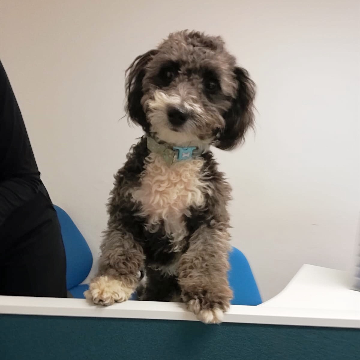 OctopusPersonne's tweet photo. #happymonday everyone! Iโm just keeping an eye on the Octopus ๐ team and making sure theyโre working hard! ๐ช Call them if they can help you with work ๐ผ โ โ๏ธ ๐ or workers ๐จ๐ปโ๐ณ๐ง๐ผโ๐ซ๐จ๐ผโ๐ญ๐จ๐พโ๐ป๐ฉ๐ฝโ๐ผ๐ง๐ปโ๐ผ๐ฉ๐ฝโ๐ฌ on 01747 825568.
#GoOctopus #mondaymotivation #scruff https://t.co/65ZydkKYCi