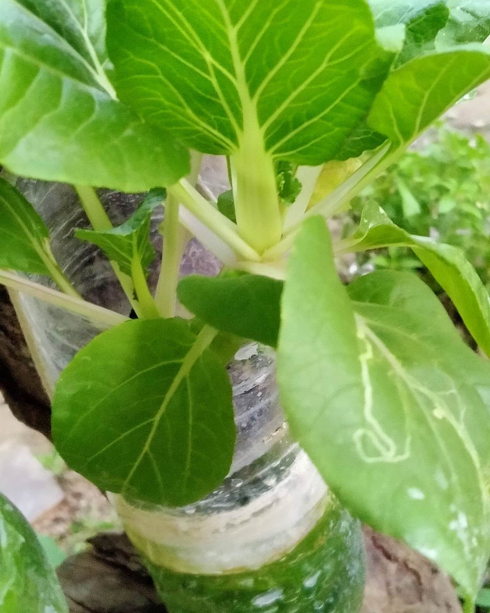 yulia05's tweet image. Ini pokcayku..mana pokcaymu..
Hasil belajar hidroponik..menggunakan media botol bekas
Kenapa daunnya bisa gitu ya..sepertinya ada yang lapar sehingga makan daun

#hidroponik 
#kebunmini
#lahansempit 
@hidroponik.pemula 
@hydroponic_ind 
@kebunrumahkami 
@hidroponikuntuksemua