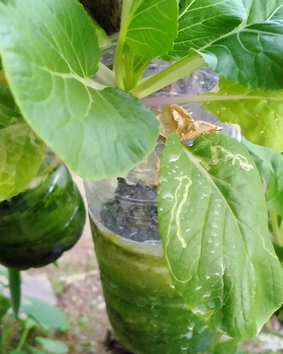 yulia05's tweet image. Ini pokcayku..mana pokcaymu..
Hasil belajar hidroponik..menggunakan media botol bekas
Kenapa daunnya bisa gitu ya..sepertinya ada yang lapar sehingga makan daun

#hidroponik 
#kebunmini
#lahansempit 
@hidroponik.pemula 
@hydroponic_ind 
@kebunrumahkami 
@hidroponikuntuksemua