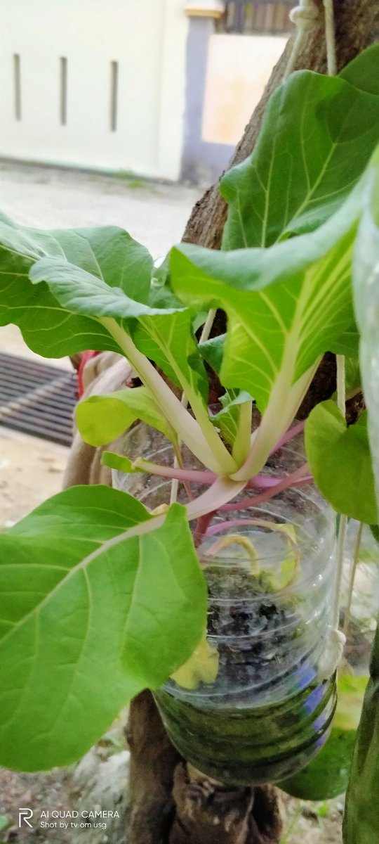 yulia05's tweet image. Ini pokcayku..mana pokcaymu..
Hasil belajar hidroponik..menggunakan media botol bekas
Kenapa daunnya bisa gitu ya..sepertinya ada yang lapar sehingga makan daun

#hidroponik 
#kebunmini
#lahansempit 
@hidroponik.pemula 
@hydroponic_ind 
@kebunrumahkami 
@hidroponikuntuksemua