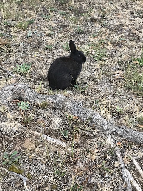 CampsBayWatch's tweet photo. Found: Black Rabbit in Oudekraal / Fiskaal area - https://t.co/dxphwMzWCB https://t.co/YjbDR59lgn