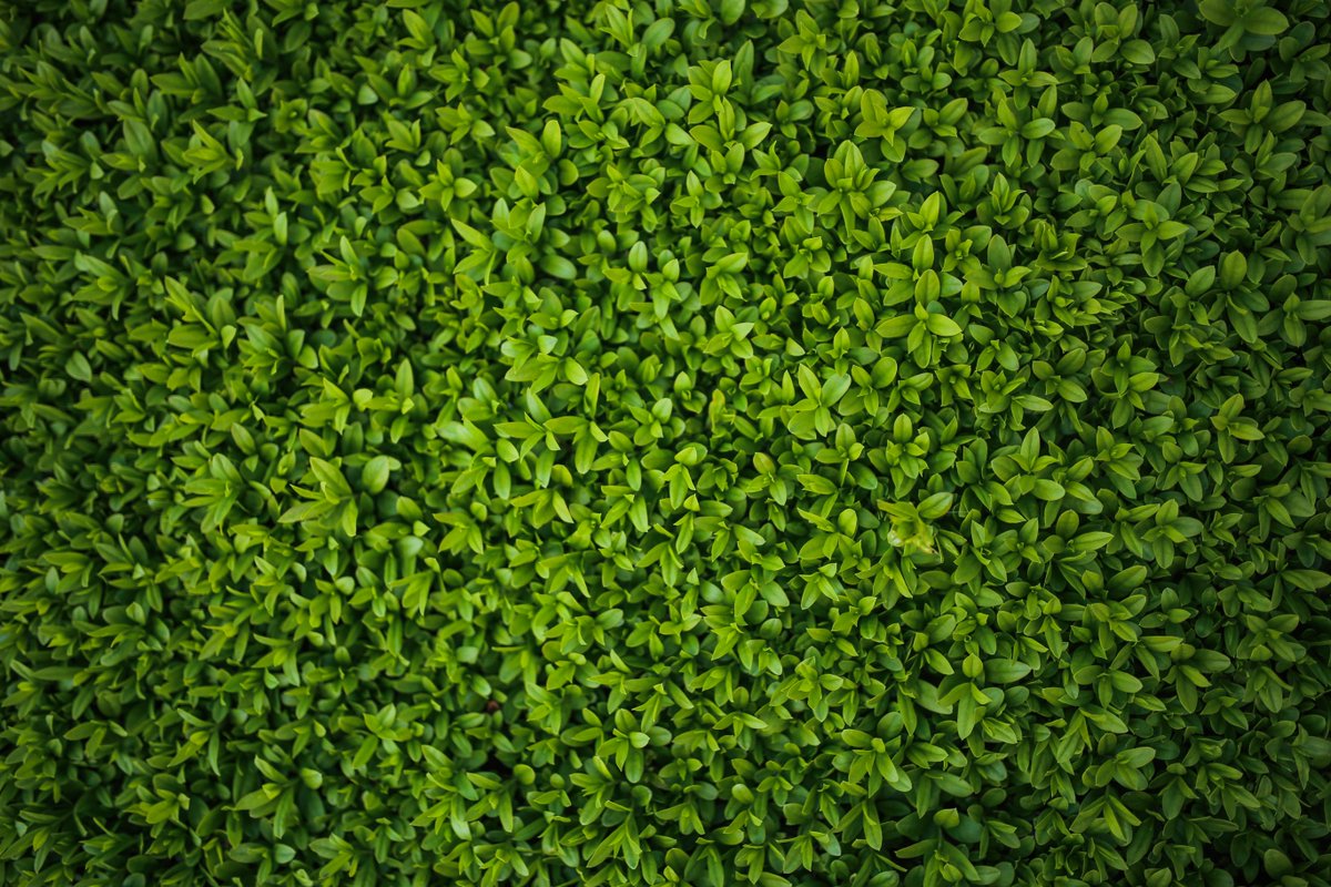 CityofTreesMcr's tweet photo. Air pollutant particle concentrations along roads could be cut by more than half by a hedge, according to a new study via @OpplaCommunity - https://t.co/OvqknIrtaT https://t.co/SRbtxX9Fj0