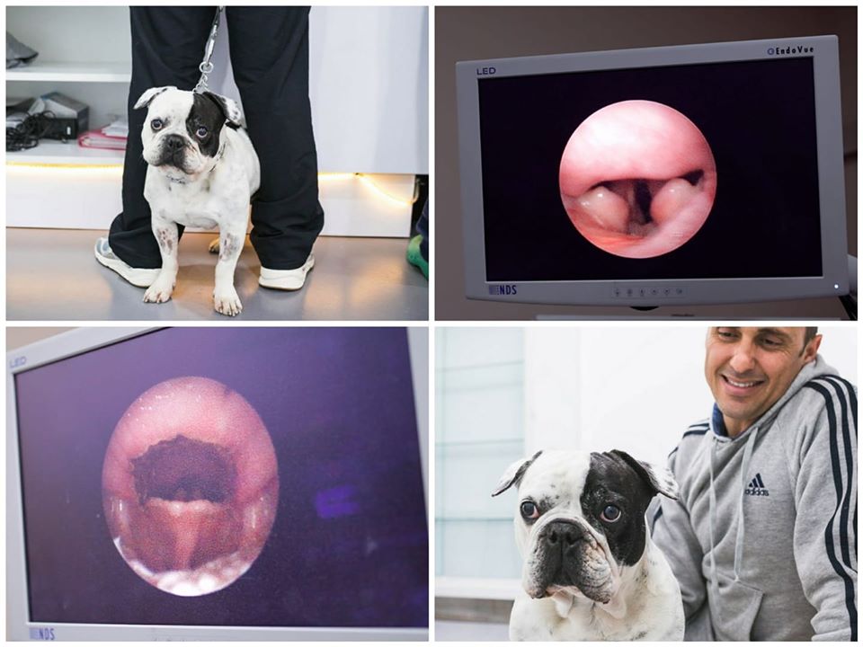 AniCura Hospital Veterinario Valencia Sur tweet media