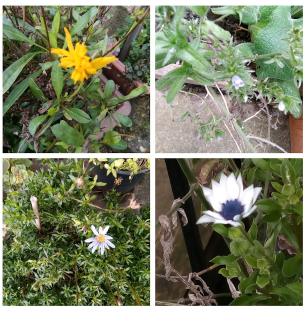 Photos of coreopsis, echium, felicia and osteospurmum flowers in bloom in early February