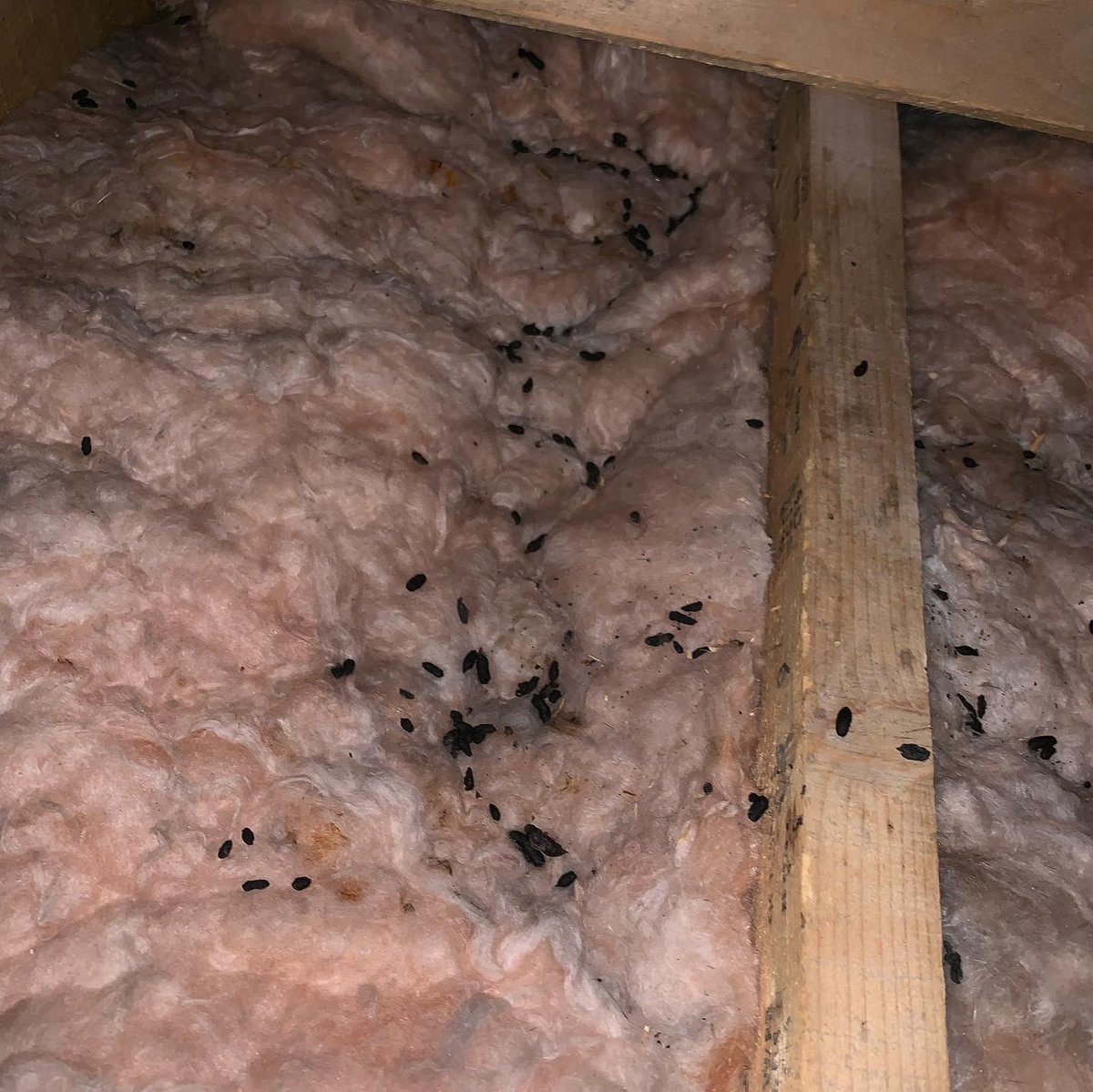 defender_pests's tweet photo. Did you know - 
Rats and mice are known to spread over 35 diseases that can infect humans and pets?
Get in touch if you’ve seen rodent evidence around your home or business and we can fix the problem for you. https://t.co/HWDIvriHm0