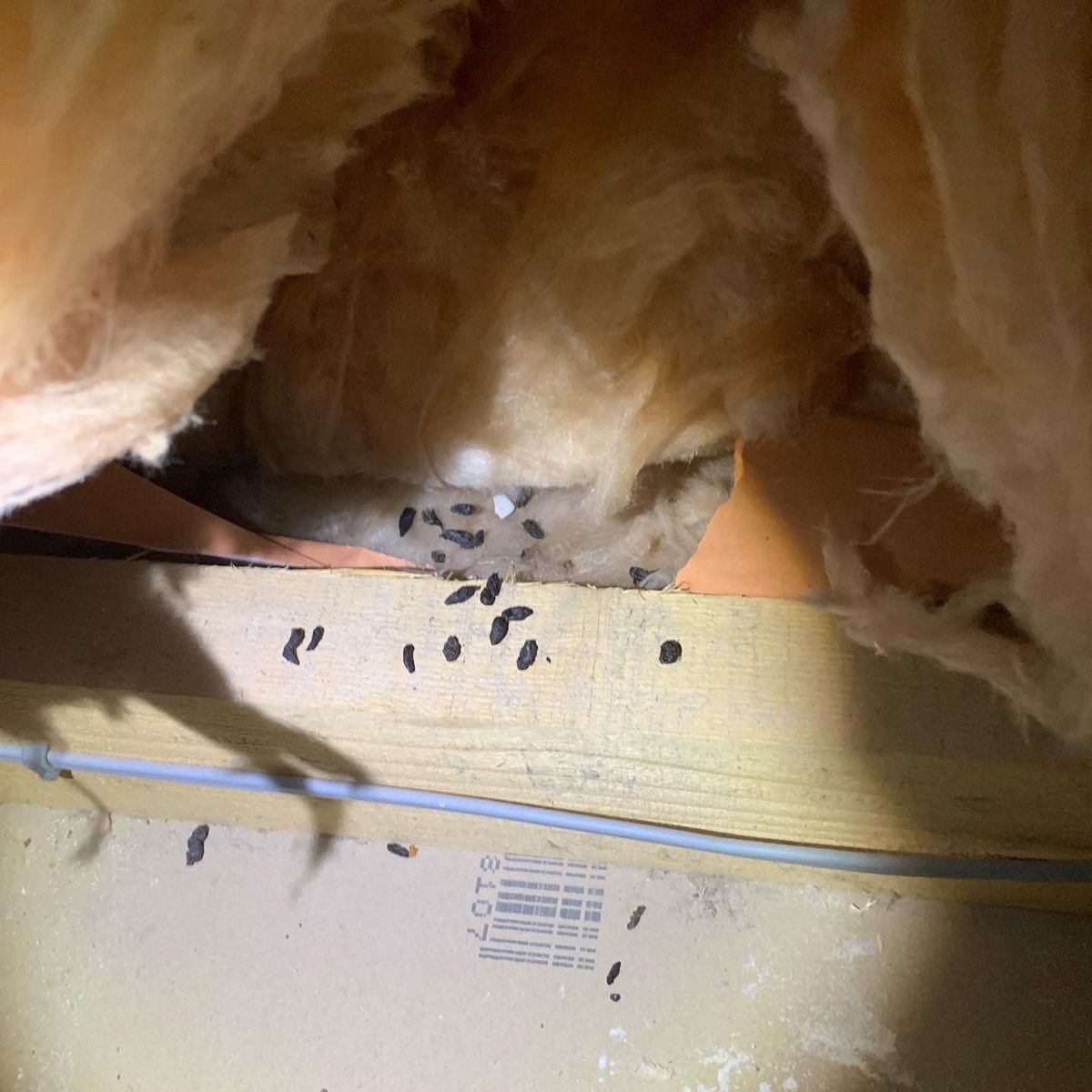 defender_pests's tweet photo. Did you know - 
Rats and mice are known to spread over 35 diseases that can infect humans and pets?
Get in touch if you’ve seen rodent evidence around your home or business and we can fix the problem for you. https://t.co/HWDIvriHm0