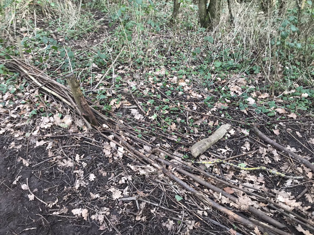 We’re having a brilliant time in Moseley Bog! We’re gathering ideas for poetry. ‘I can see rust-coloured leaves and hear a rasping magpie chorus!’<a href="/AndertonPark/">AndertonParkPrimary</a>
