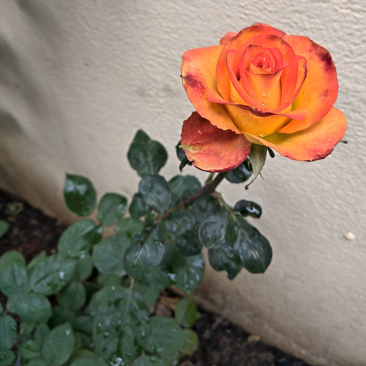 mn_1729's tweet image. #shotonnokia #zeroedit @NokiaMobile @NokiamobileIN #nokia9pureview