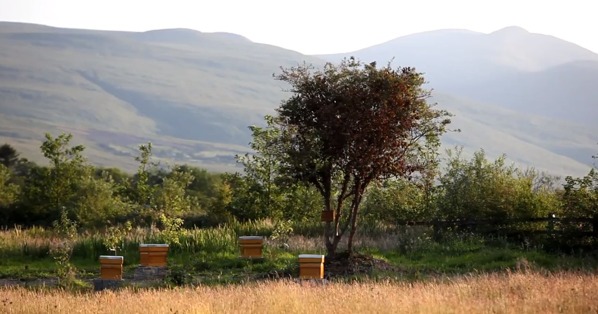 Delighted to launch our Environment and Sustainability web pages on our website. 

Ballygarry House are dedicated to providing a more responsible and eco-friendly environment. 

ballygarryhouse.com/Environment.ht…

#sustainability #Biodiversity2020