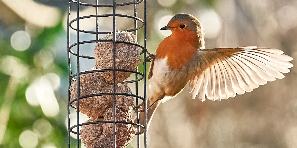 Mann Hans tweet media