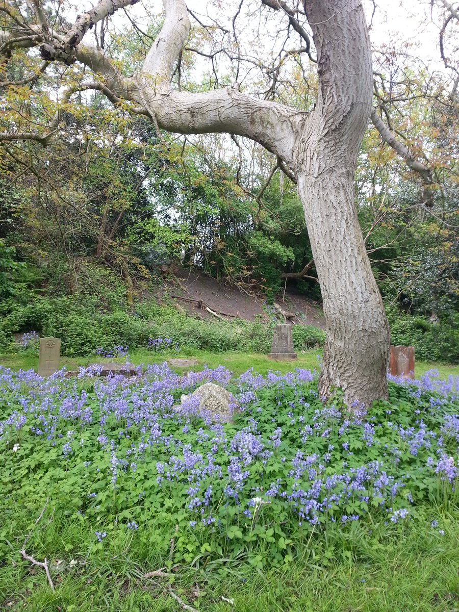 Looking forward to spring and seeing the bluebells that appear by the War Memorial