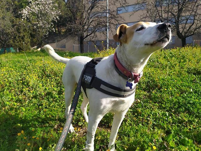 Que gusto da empezar la mañana con un buen paseito ☀️ .
.
➡️Rufina en adopción ⬅️
.
.
🔹Feliz semana a tod@s! .
.
#rufina #adopta #acoge #ladridosvagabundos #granada ift.tt/2Uma1LG