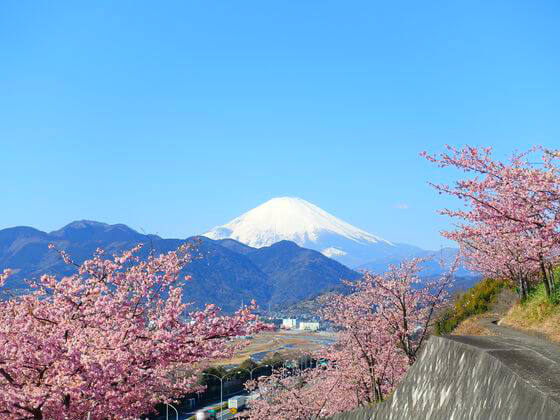 iwalkedblog's tweet photo. 河津桜の名所
2020年のおすすめスポット（関東・東京近郊）１９選

詳しくはコチラ→https://t.co/mibQ2dINcm

#河津桜
#見頃
#花
#写真
#絶景
#旅
#2020年
#歩いてみたブログ
#iwalkedblog https://t.co/CpWsSC54dy