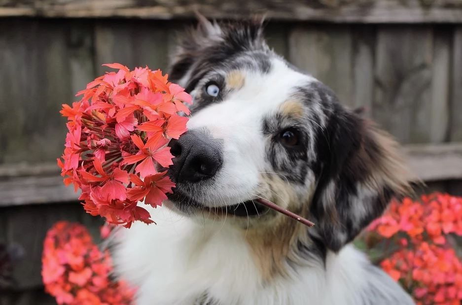 ❤️ Treat your loved one to a Valentine's meal at The White Hart. Enjoy three courses for only £22.50 per head.
Accepts 🐶 
Hotel 🏨 
weacceptpets.co.uk/somerset/7608
#DogFriendly #Hotel #ValentinesDay #Meal #Dine #Romantic #Couples  #Wiveliscombe #Taunton #Somerset #UK <a href="/WhiteHartWivey/">White Hart Wivey</a>