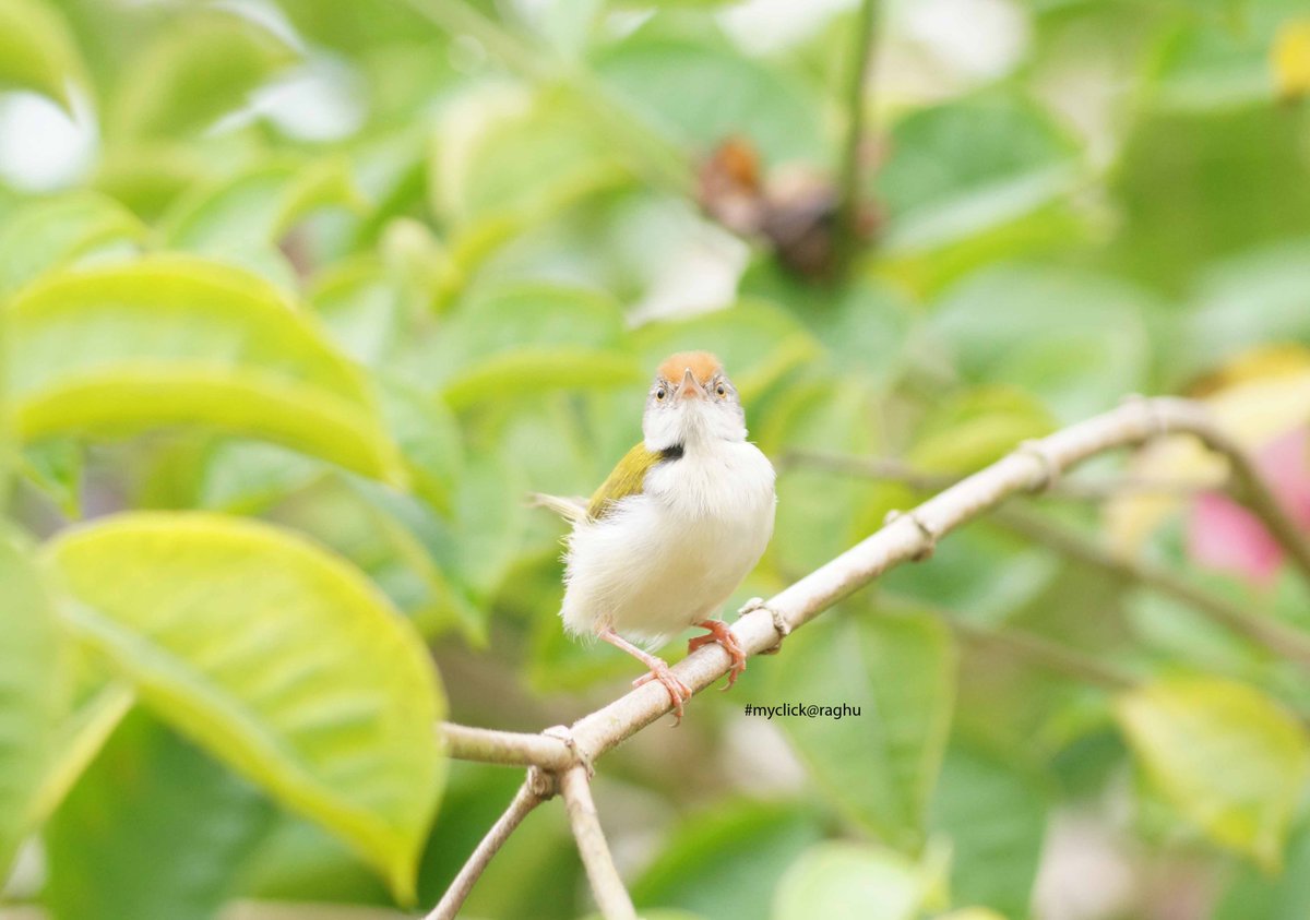 common tailorbird
#birds 
#nature 
#naturesphotography
#wildlife 
#wildlifephotography
#SonyAlpha 
#Sony 
#myclick_raghu
#Karnataka 
#karnatakaforestdepartment