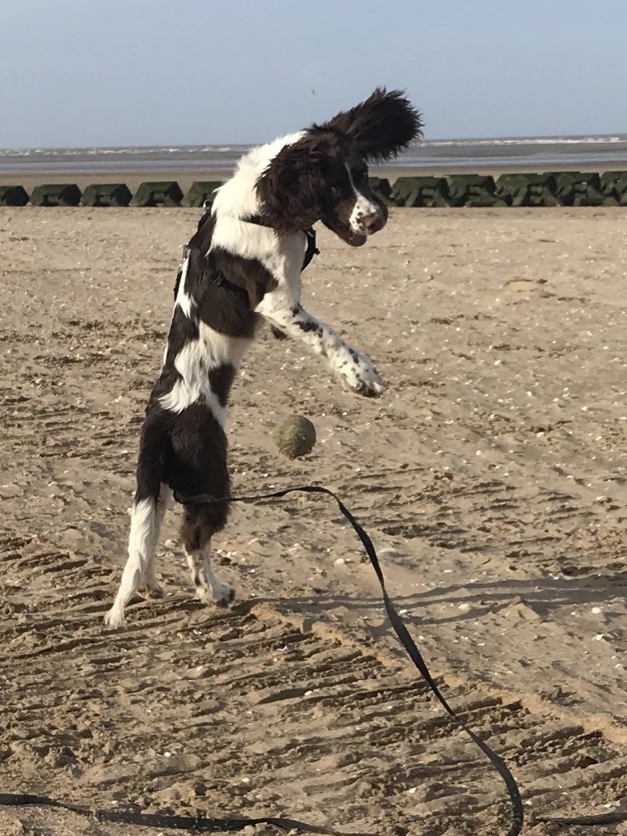Mollster6's tweet photo. Flying on the beach. #fetchtraining https://t.co/PWTCiZRnGe
