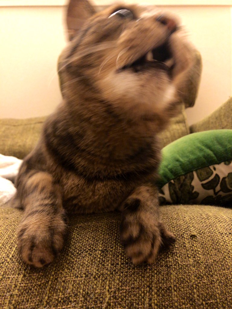 私がふーちゃんかわいいっ!!可愛すぎるっっ!!って激写してるから「やだな〜〜〜〜」って顔してたのですが、夫の姿を見つけて目の色変えて飛び出してった 