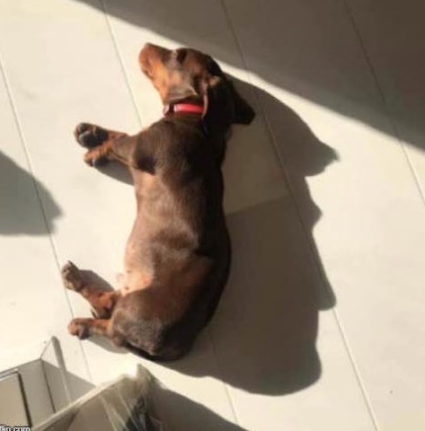 ThePrincetonMom's tweet photo. Better than Punxatawney Phil, Seer of Seers, Sage of Sages, Prognosticator of Prognosticators and Political-Prophet Extraordinary, this sweet pup's shadow predicts four more years…   @POTUS  @greggutfeld @DanaPerino, @JesseBWatters https://t.co/dQKjqExTOm