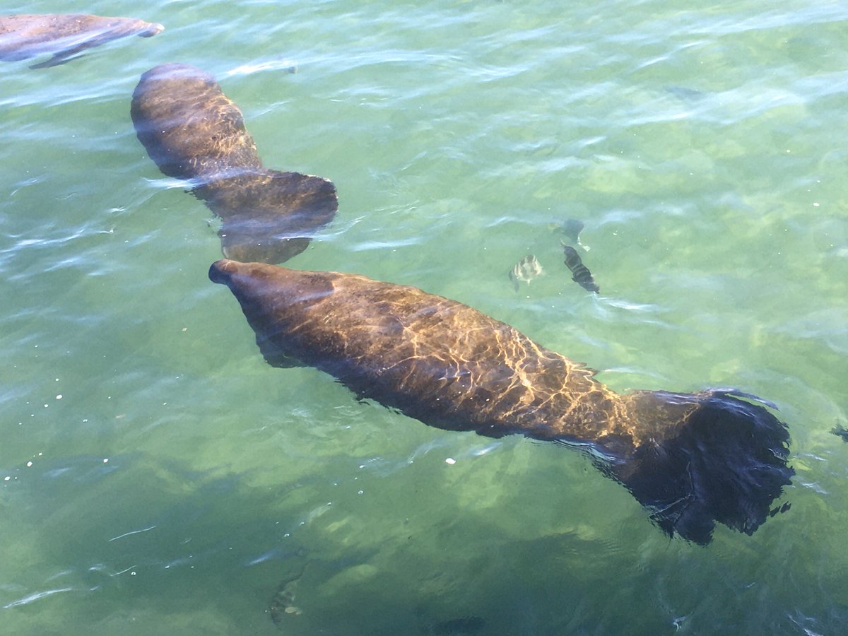 HImanatees's tweet photo. Manatees swimming near FPL power plant in Manatee Lagoon, Riviera Beach, FL. A surprising number of people don’t realize that we can ID individual manatees by the distinct pattern of scars of marks on their bodies. #ManateeMonday https://t.co/aJ6Cx1yJYY
