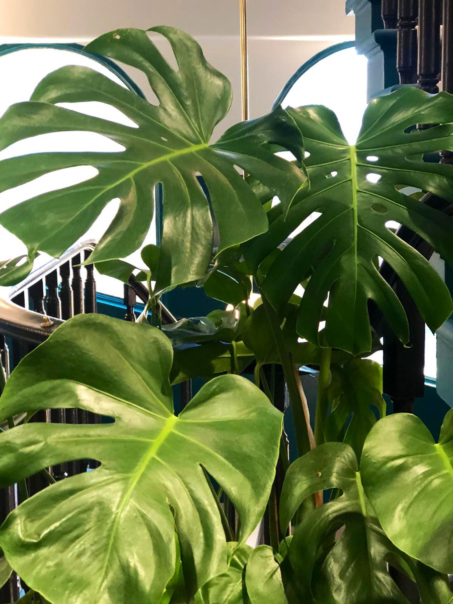 This is one very happy #officeplant👌
We have the perfect plant for every climate and location. 🌿
They look gorgeous and can reduce stress levels too.🌿
Call us on 0161 928 4546 if you’d like to ‘green’ your workplace.

#iwantplants #plantrental #healthyoffice #manchester