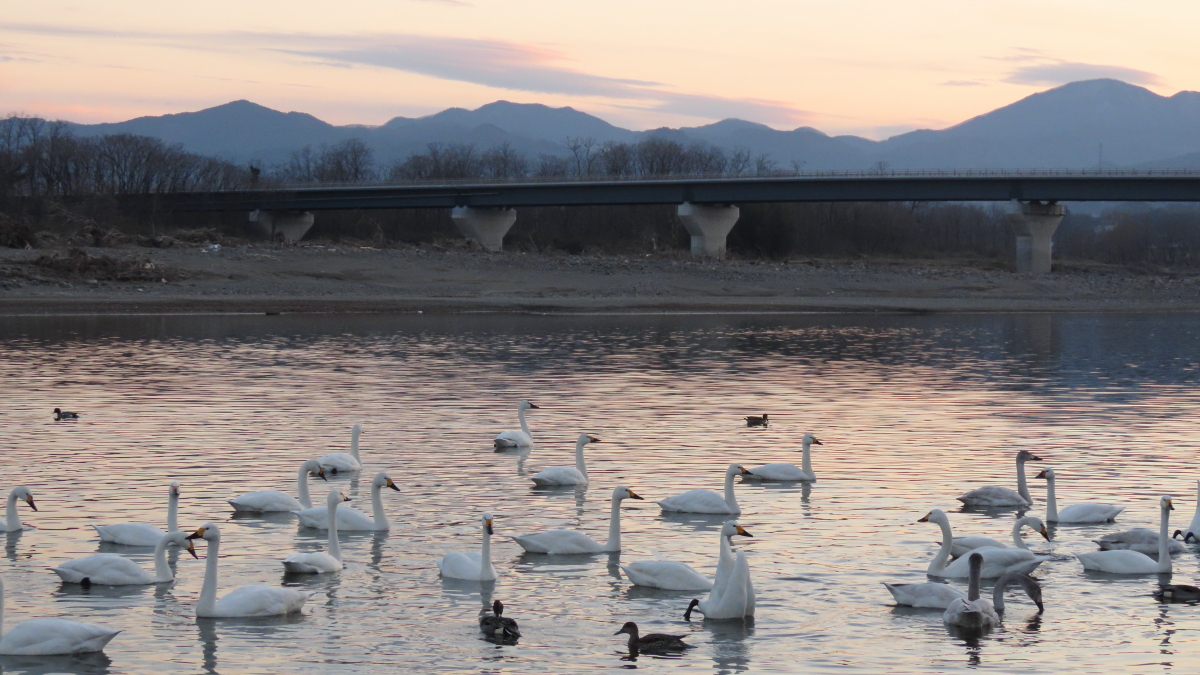 千葉 茨城の白鳥 写真レポート 年 2月 Pick Up By 千葉 仮面ライダー 15ページ目 Togetter