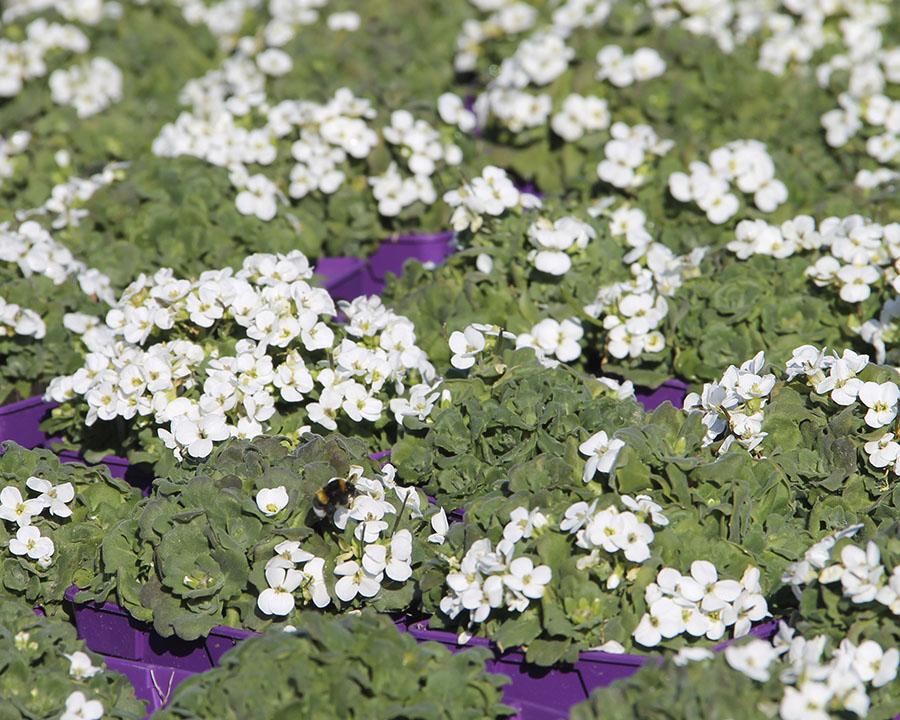 Febrero ha llegado con unas temperaturas tan altas que parece que estemos en primavera🐝🌼, aunque algunos lo llaman "veranillo de invierno". ¿Teníais ganas de calorcito?
#Veranillo #Alegriadevivir