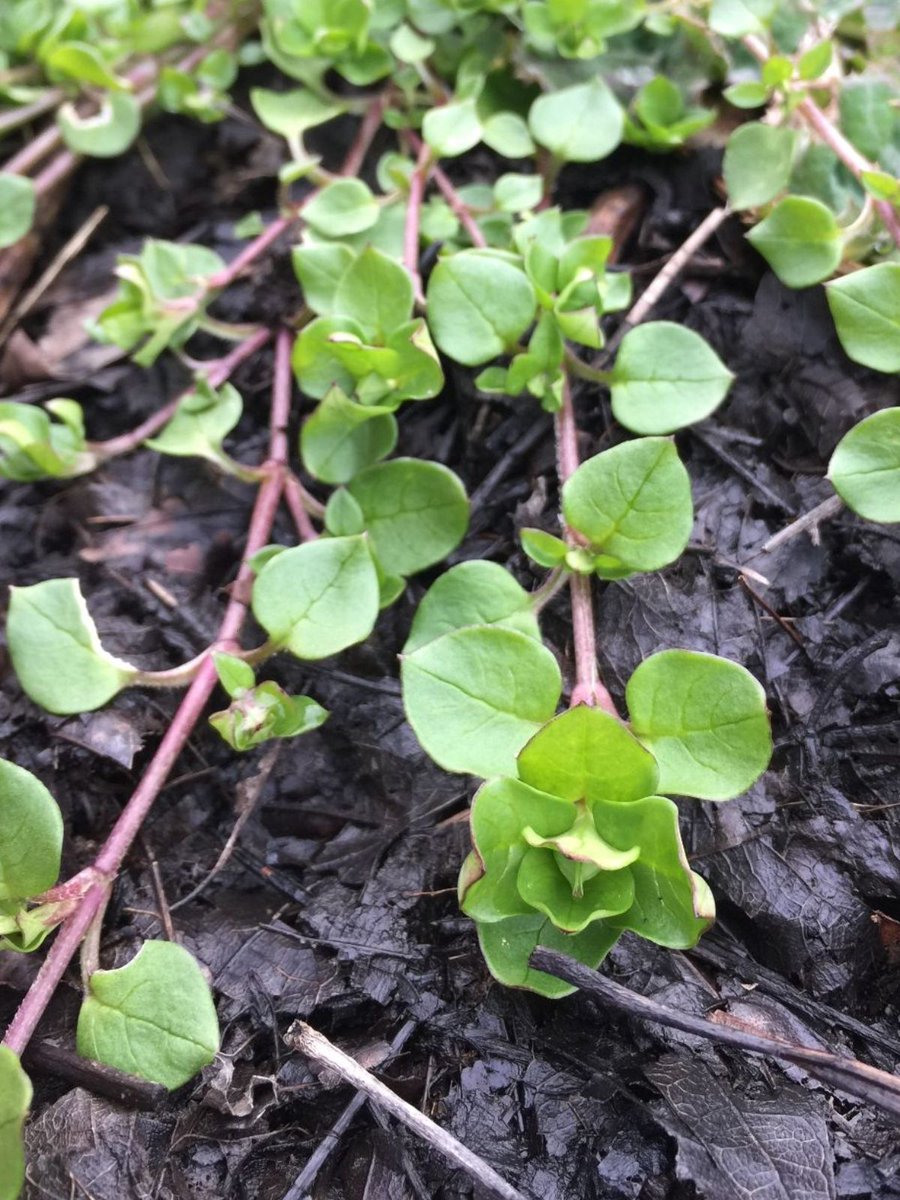 morgansiem's tweet photo. Praise, Blame &amp; Foraging Chickweed - https://t.co/mrsa8acSRU https://t.co/ct39CjlgXy