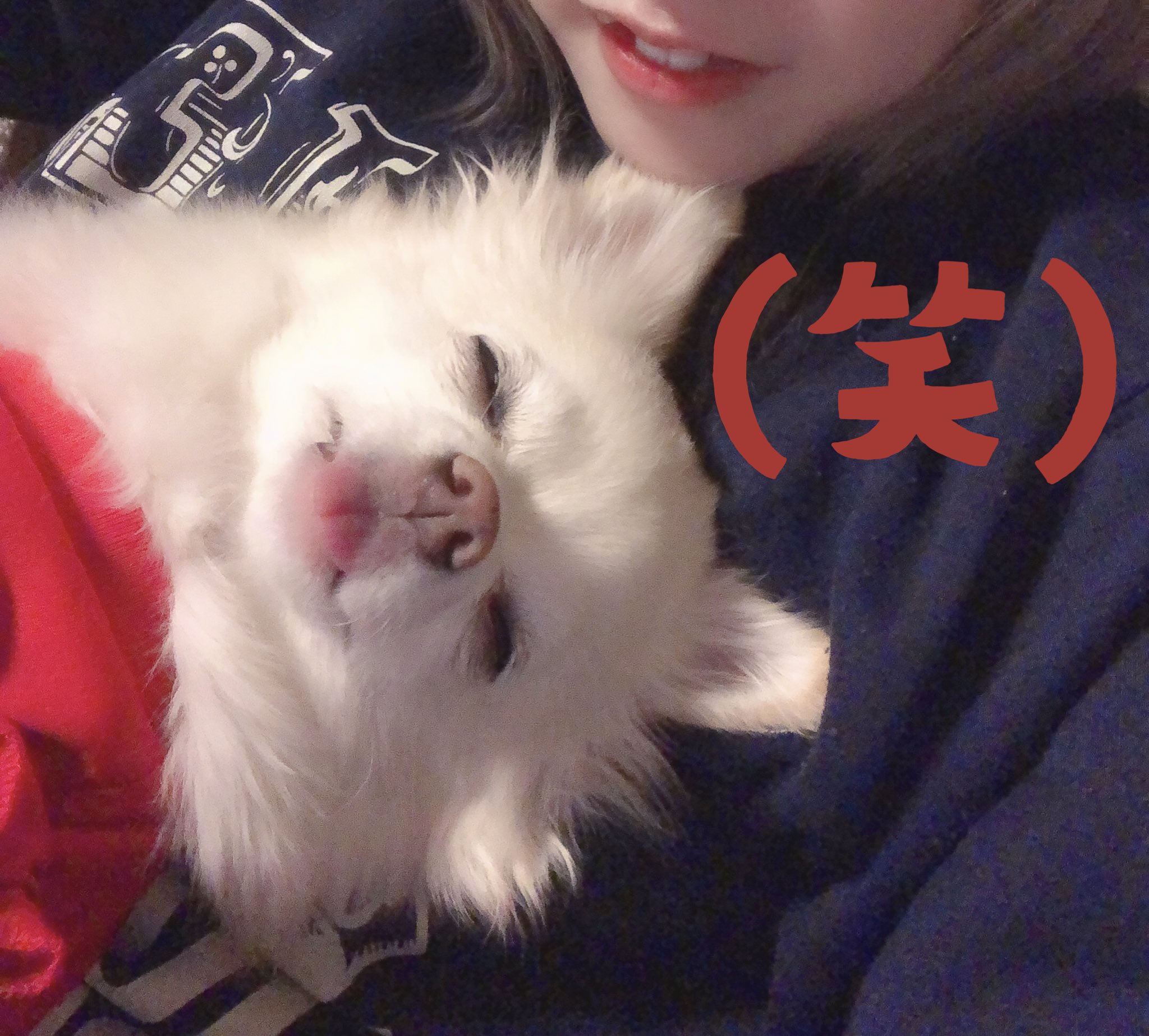 わんこなしでは生きて行けません Twitter Search Twitter